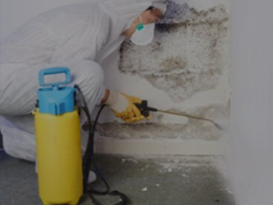 Titan Mold Removal